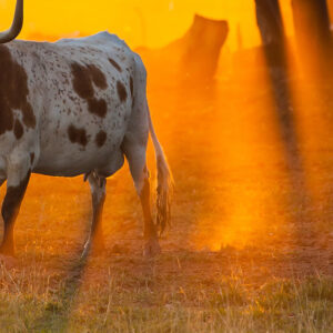 Americas Texas Grand Prix