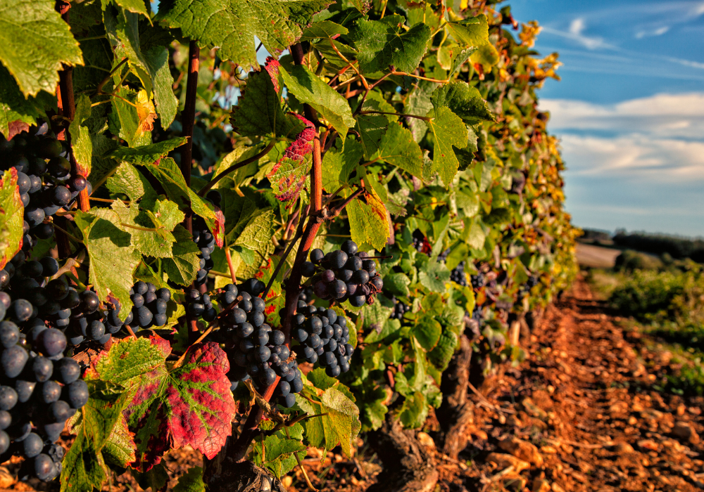 Top Wine Regions to Visit in France 
